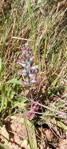Lachenalia salteri