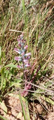 Lachenalia salteri