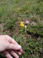 Senecio othonniflorus