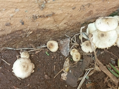 Xanthagaricus luteolosporus