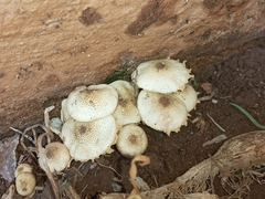 Xanthagaricus luteolosporus
