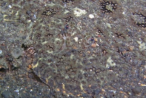 Hartfeld's sole (Heteromycteris hartzfeldii) — Soleidae — 4