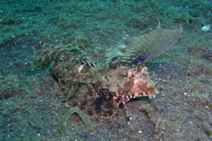 Dactylopus dactylopus