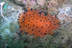 Dendrodoris guttata