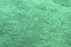 Iniistius aneitensis