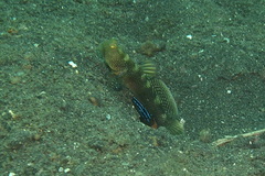 Cryptocentrus fasciatus