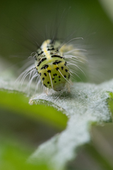 Xanthodes transversa