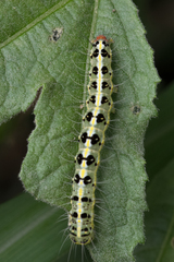 Xanthodes transversa