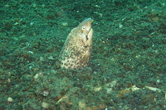 Callechelys marmorata