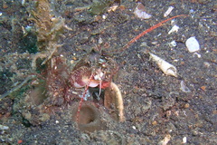 Haptosquilla nefanda