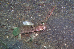 Haptosquilla nefanda