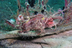 Pteroidichthys amboinensis