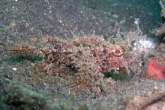 Pteroidichthys amboinensis