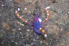 Stenopus tenuirostris