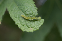 Xanthodes transversa