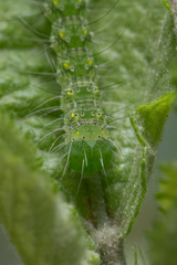 Xanthodes transversa