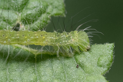 Xanthodes transversa