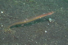 Trichonotus