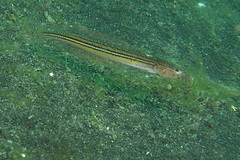 Trichonotus