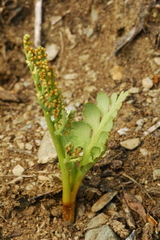 Botrychium hesperium