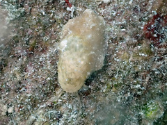 Stomatella impertusa