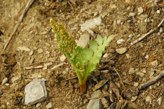 Botrychium hesperium