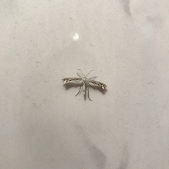 Singularia alternaria