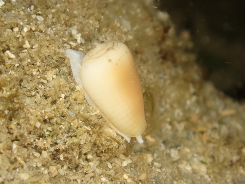 Imbricaria punctata observed 2021-11-24