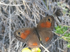 Cassionympha detecta