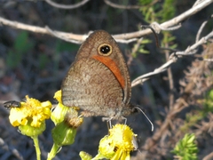 Cassionympha detecta