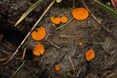 Cheilymenia stercorea