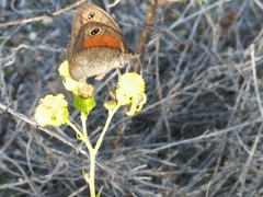 Cassionympha detecta