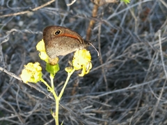 Cassionympha detecta
