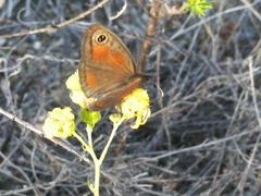 Cassionympha detecta