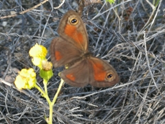 Cassionympha detecta