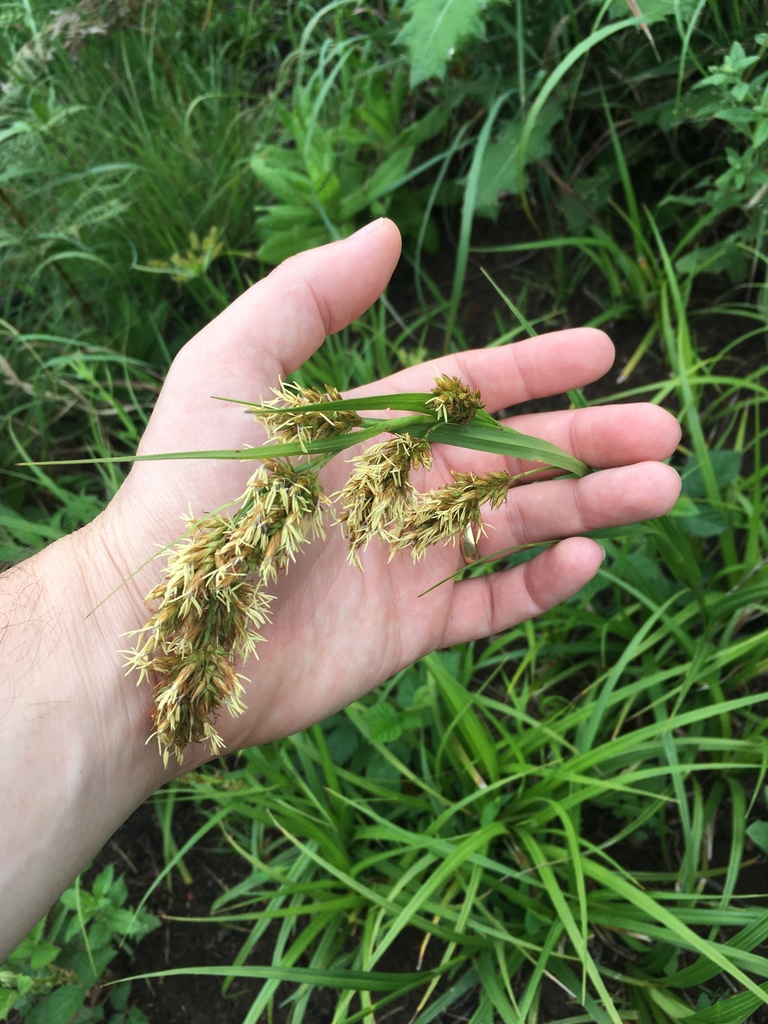 Carex ludwigii