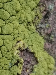 Chrysothrix chlorina