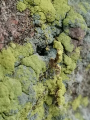 Chrysothrix chlorina