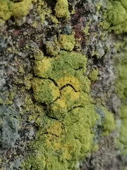 Chrysothrix chlorina