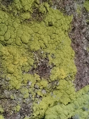 Chrysothrix chlorina