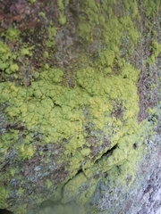 Chrysothrix chlorina