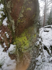 Chrysothrix chlorina