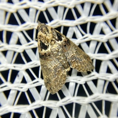 Lophoptera hemithyris