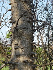 Senegalia nigrescens