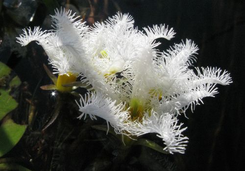 Nymphoides senegalensis image