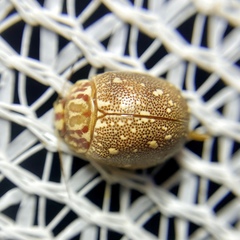 Paropsis geographica