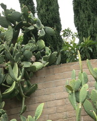 Opuntia