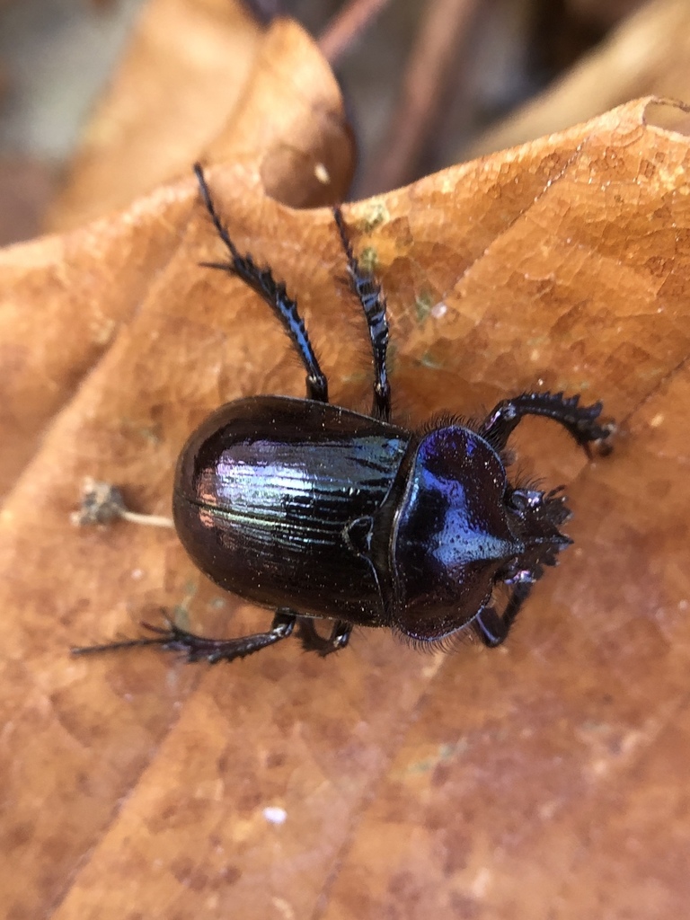Ceratophyus martinezi