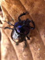Ceratophyus martinezi
