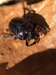 Ceratophyus martinezi